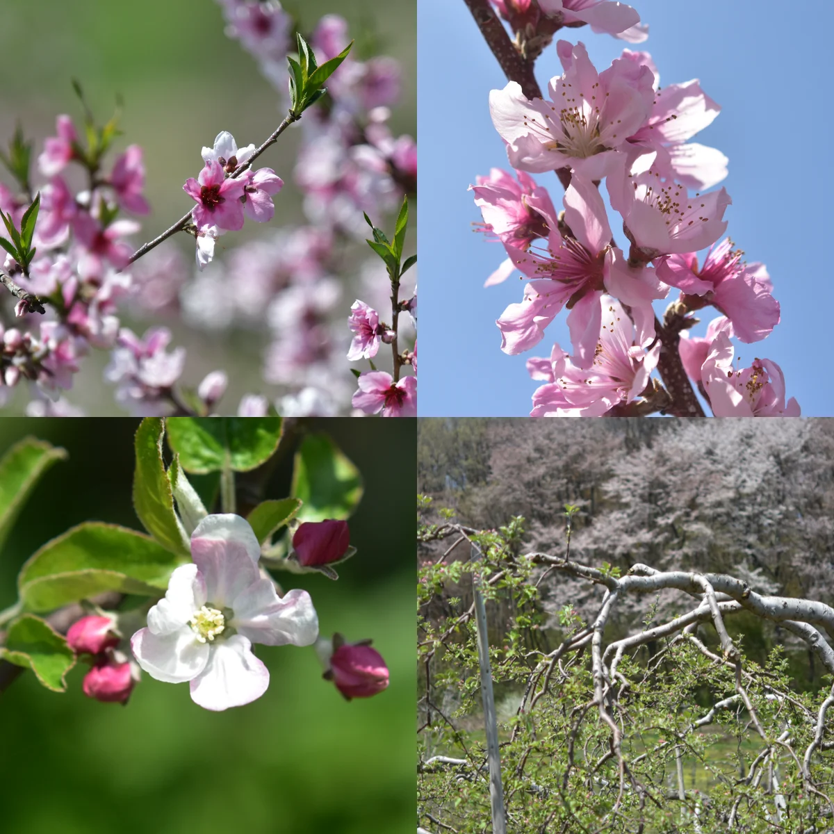 モモとリンゴの花