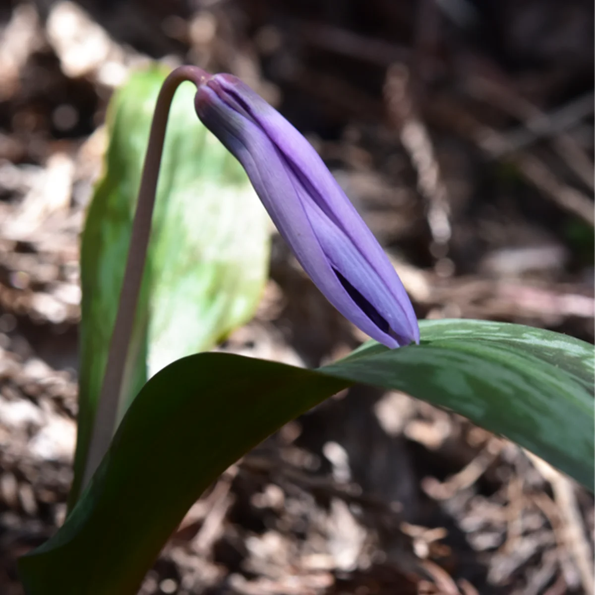 カタクリのつぼみ
