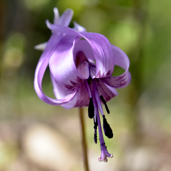 カタクリの花