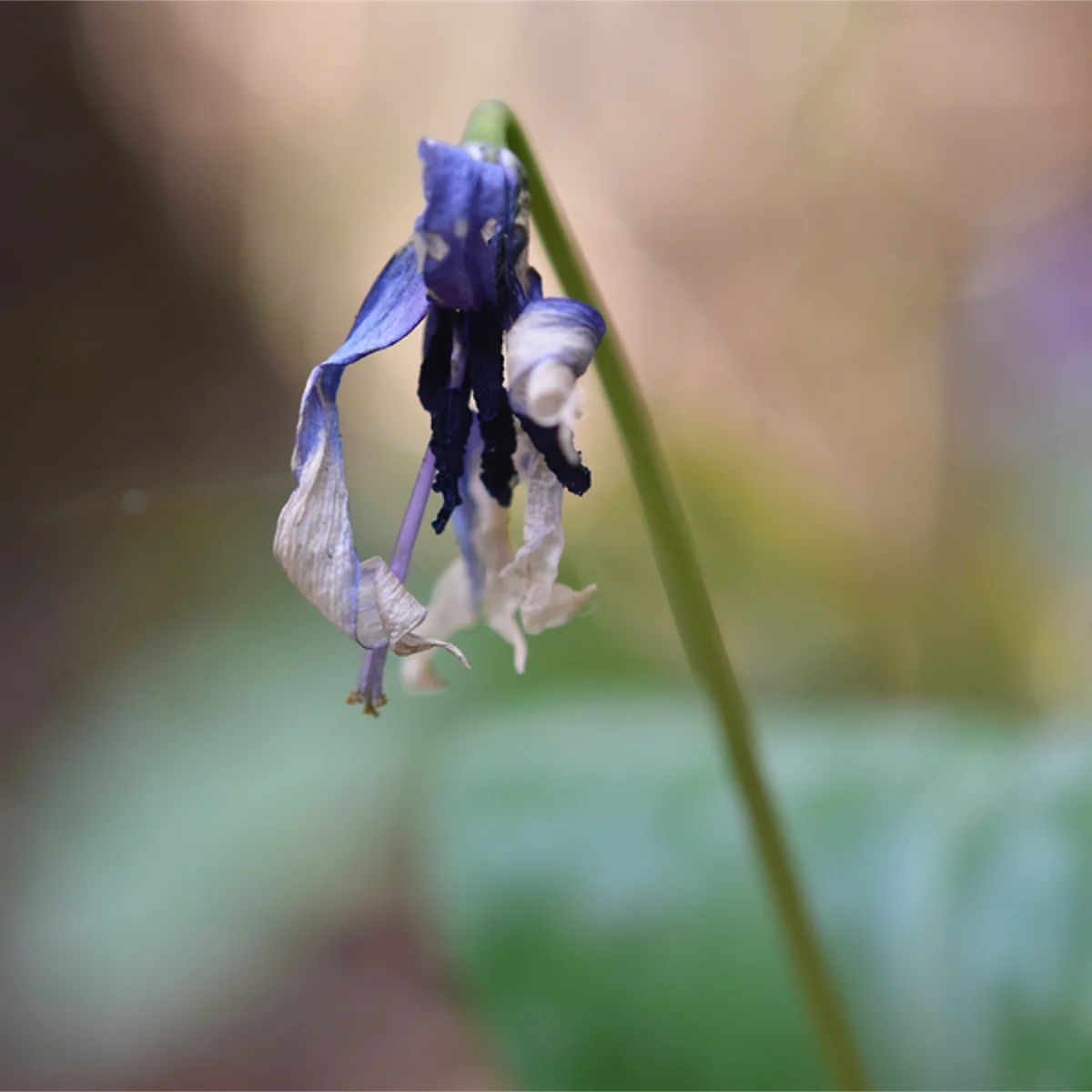 カタクリの花が終わったところ