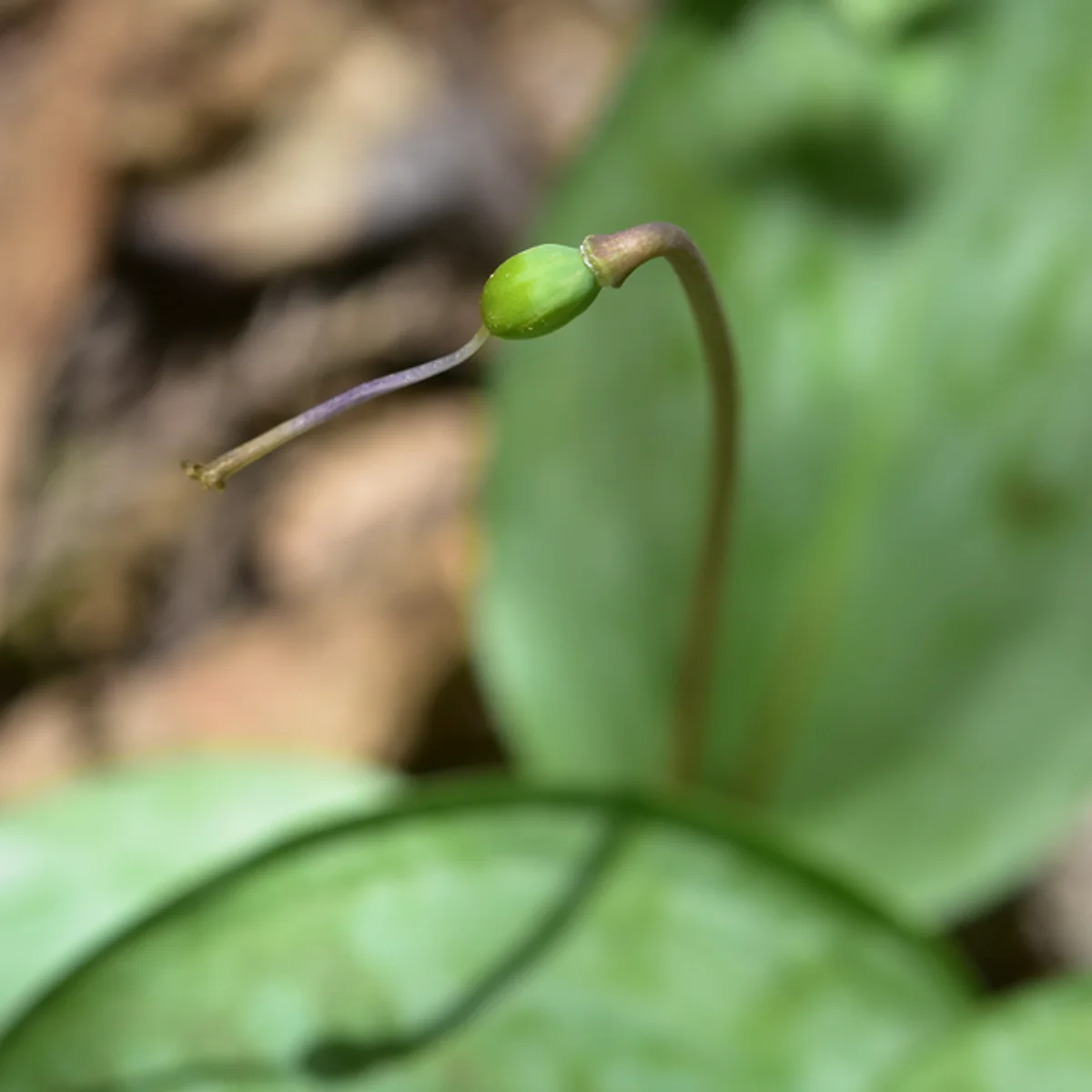 結実しているカタクリ