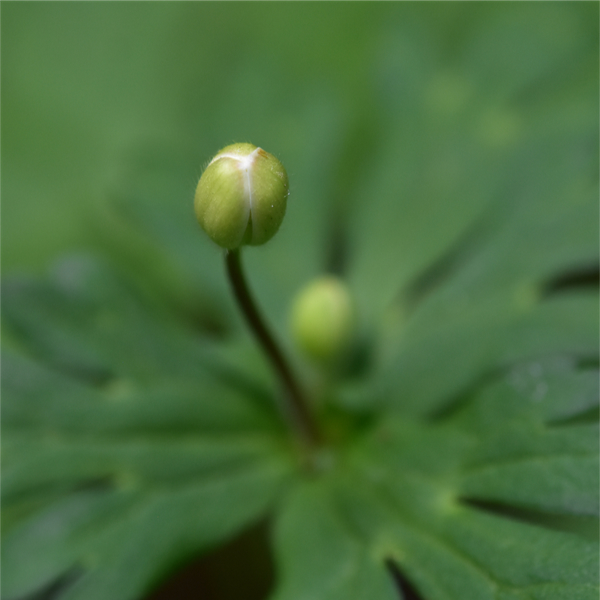 ニリンソウつぼみ