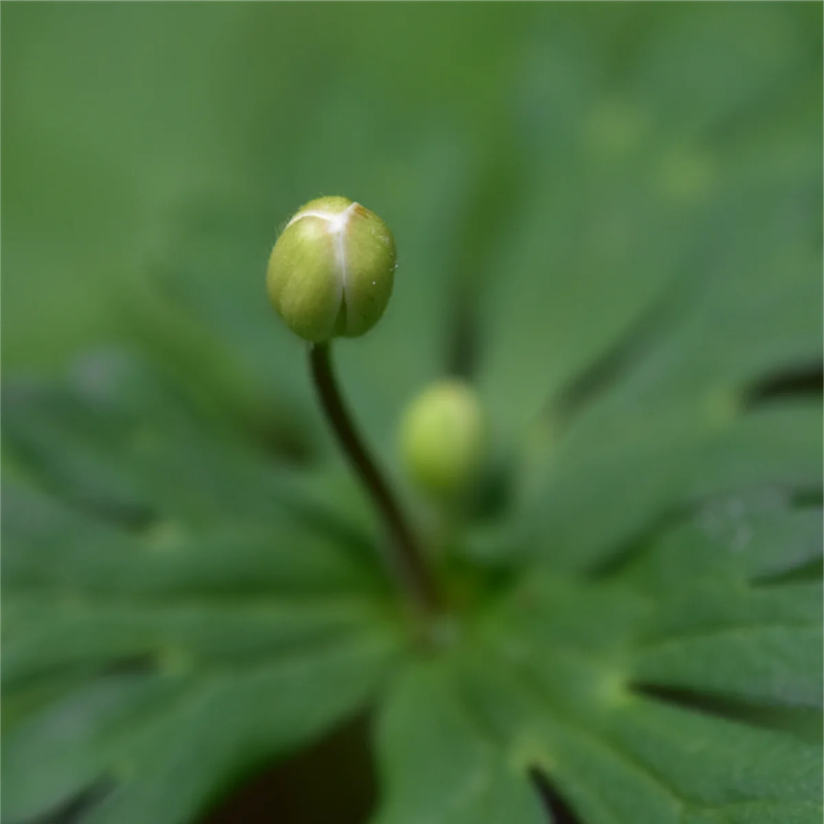 ニリンソウつぼみ