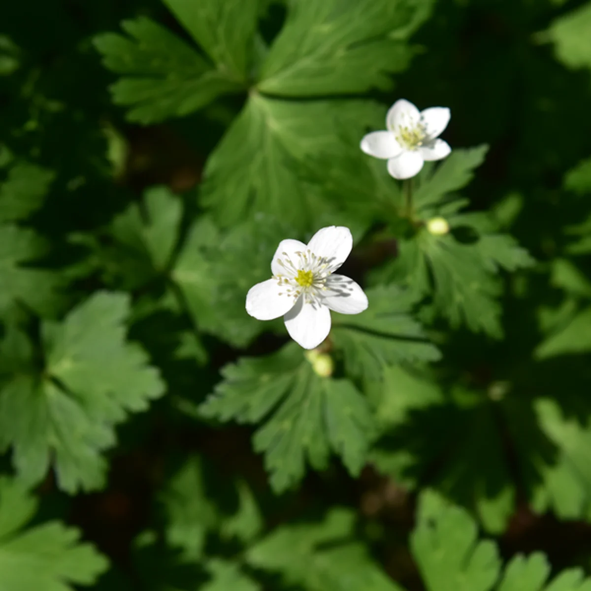 ニリンソウの花