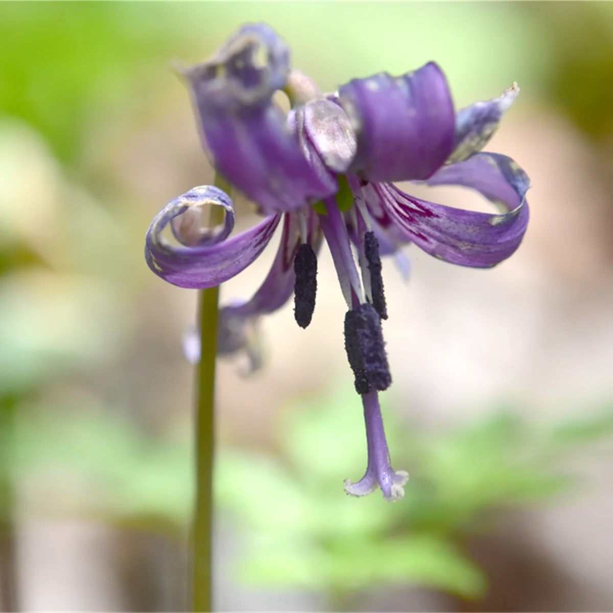 花が終わったカタクリ