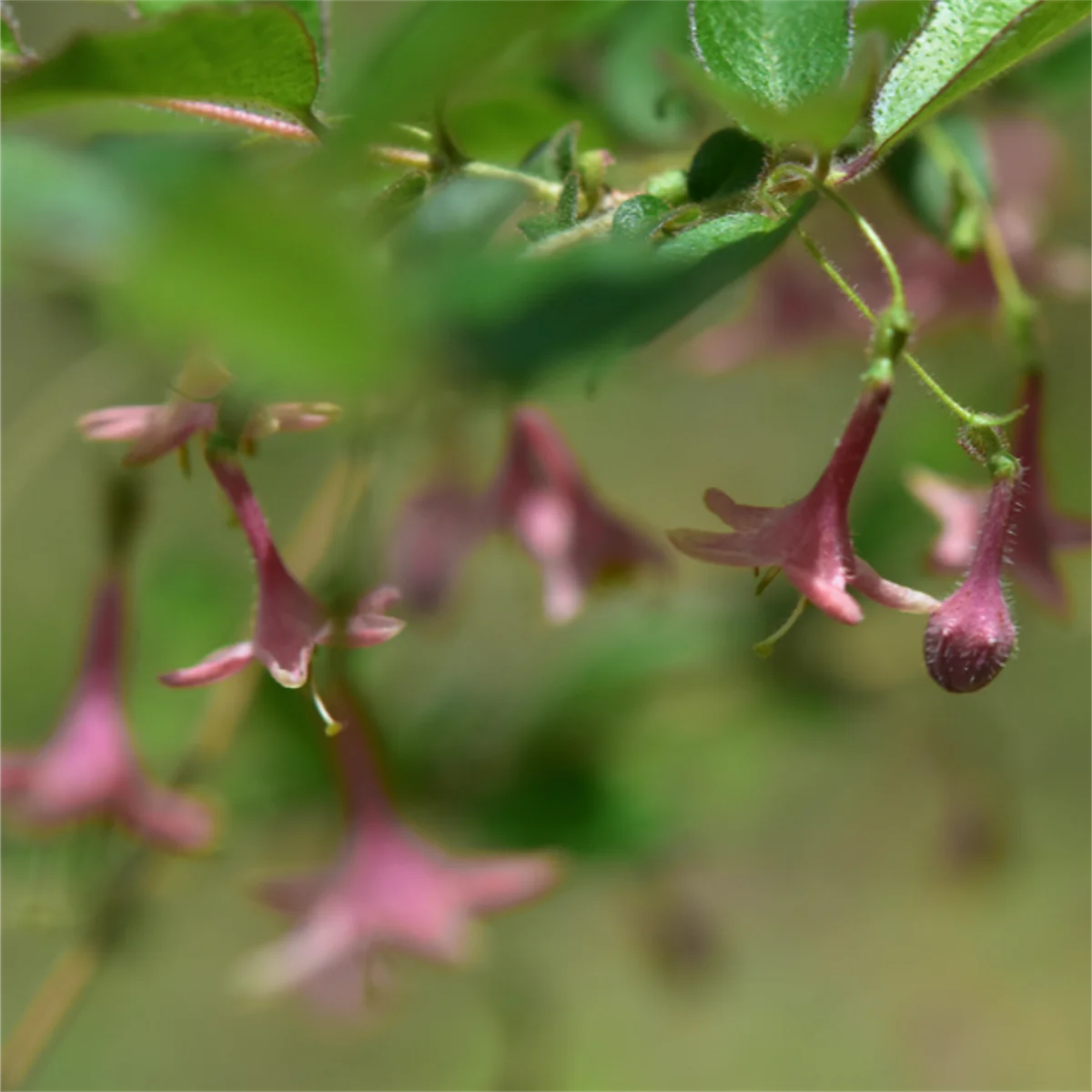 ウグイスカグラ