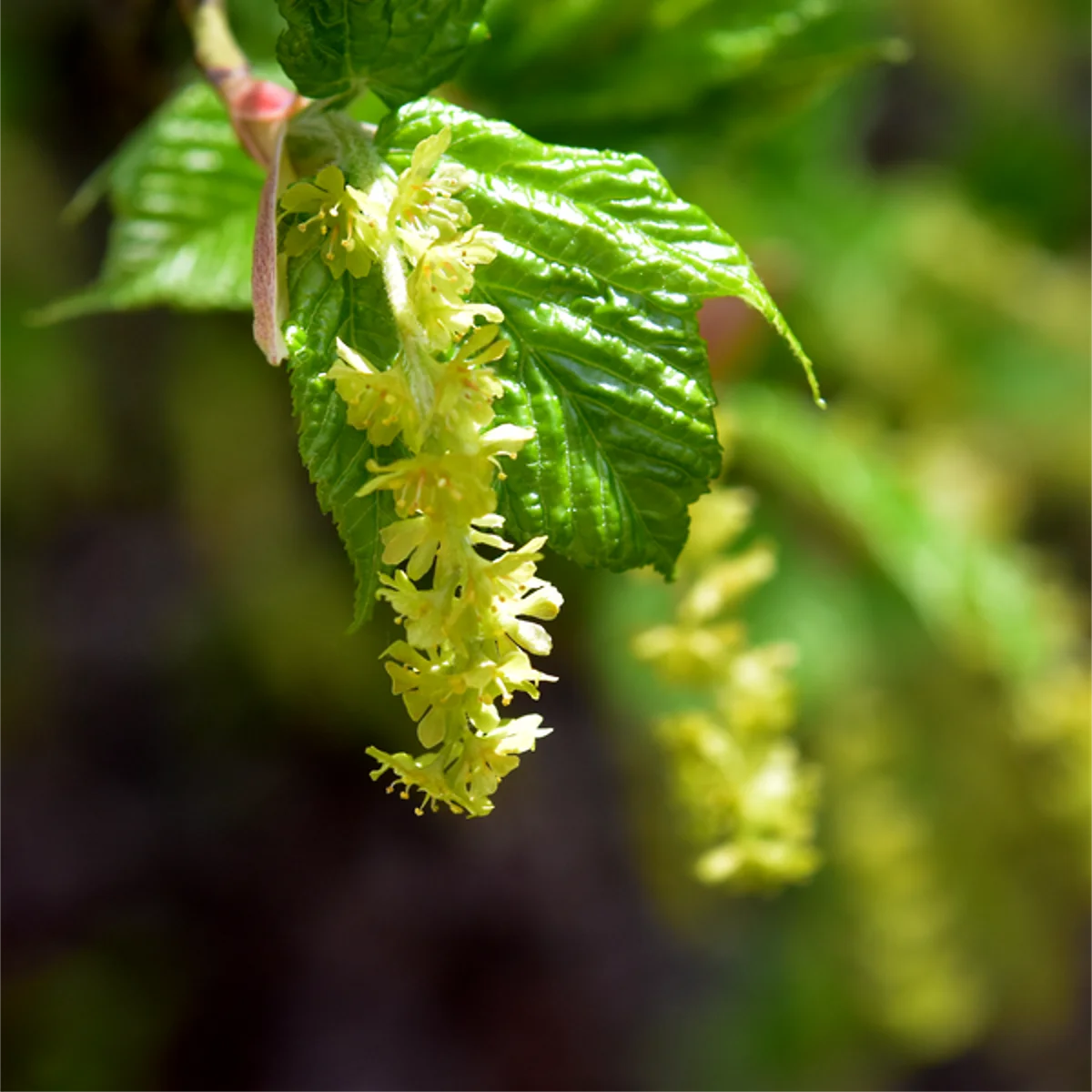 ウリハダカエデ
