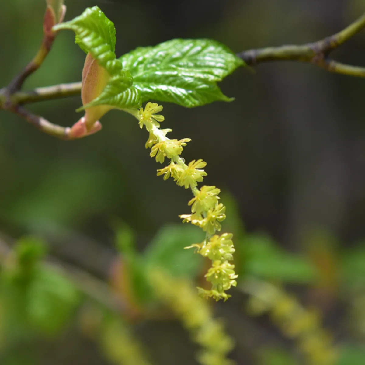 ウリハダカエデ