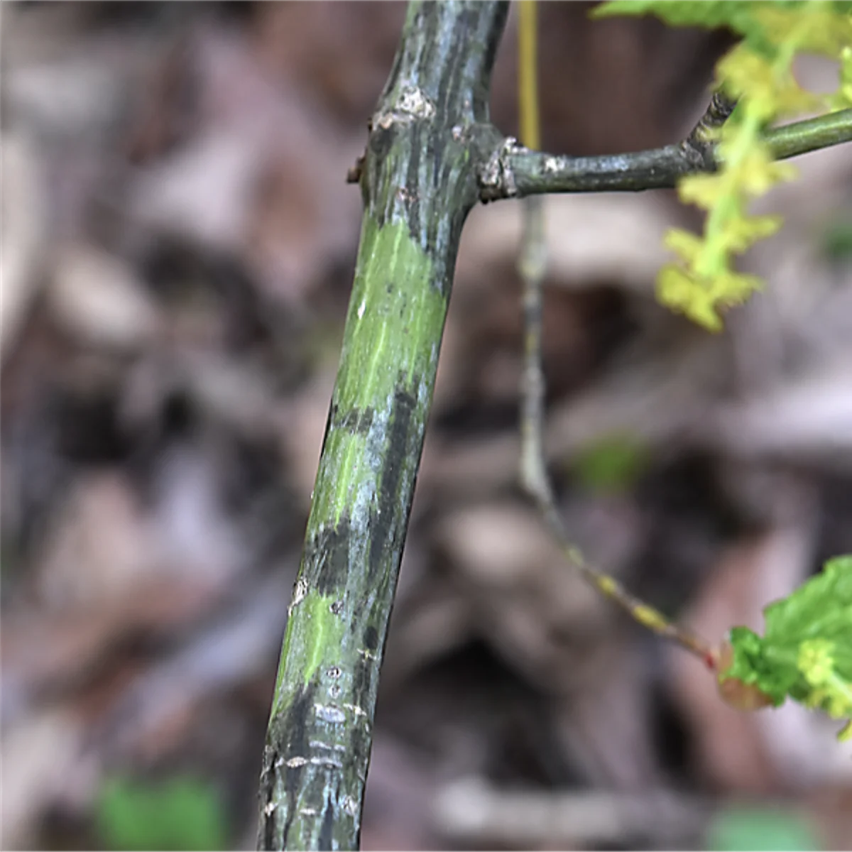 ウリハダカエデ