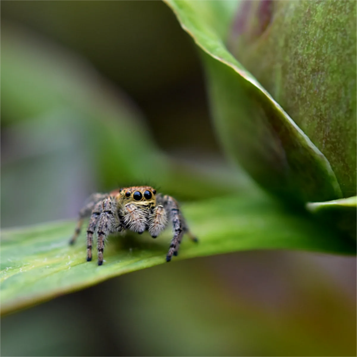 ホオジロハエトリ