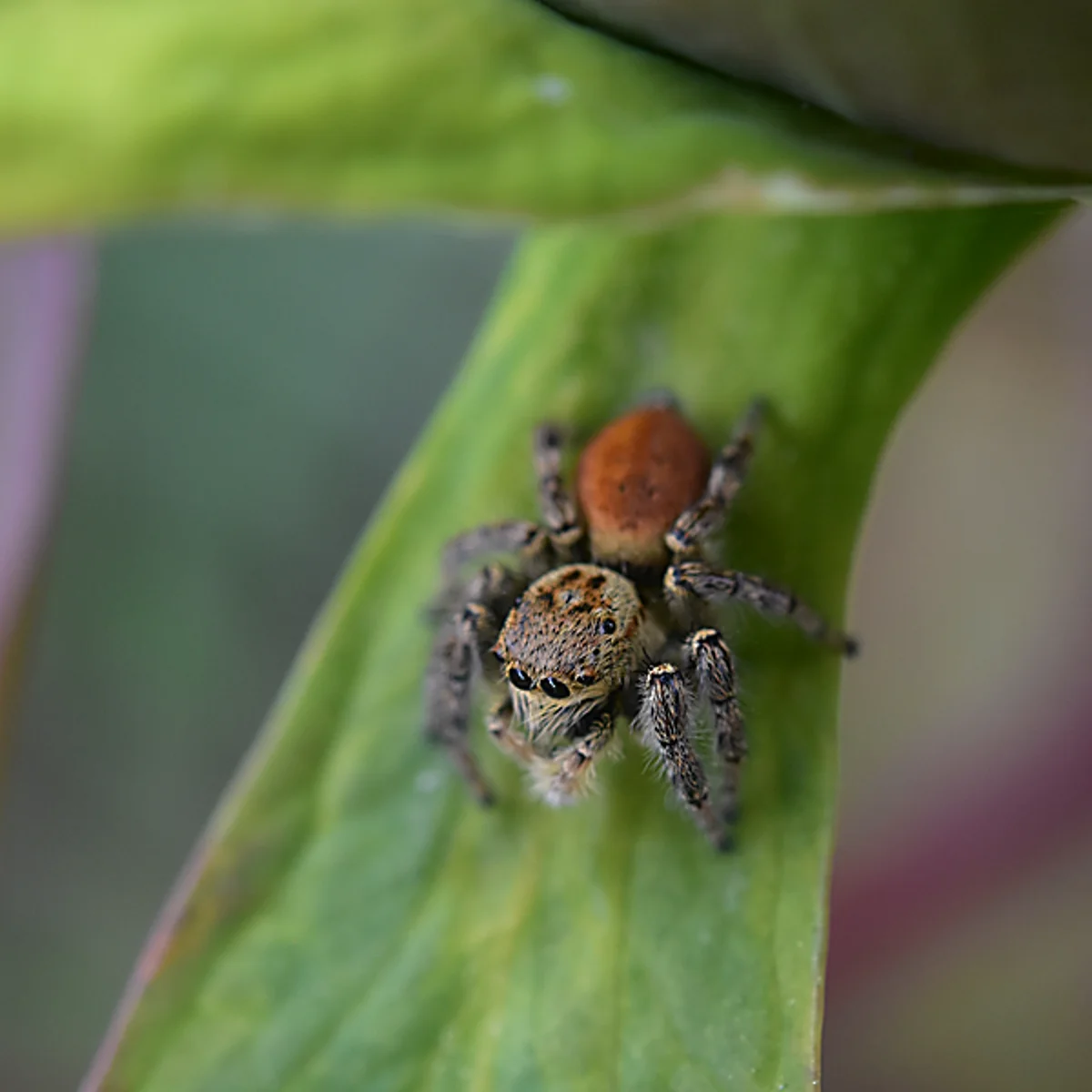 ホオジロハエトリ