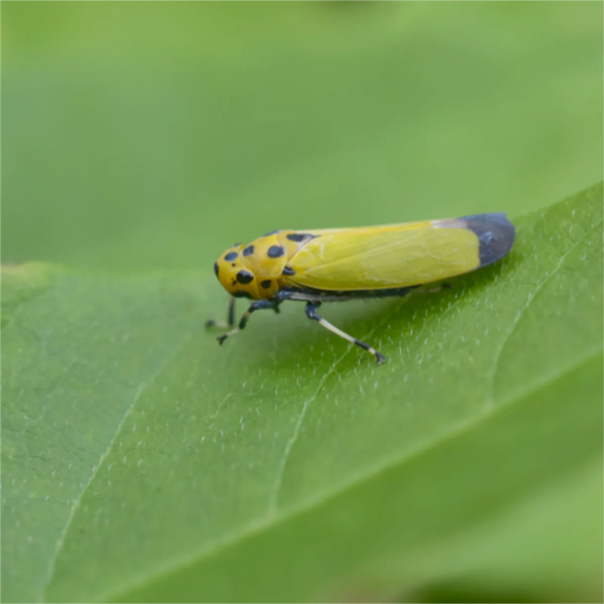 ツマグロオオヨコバイ