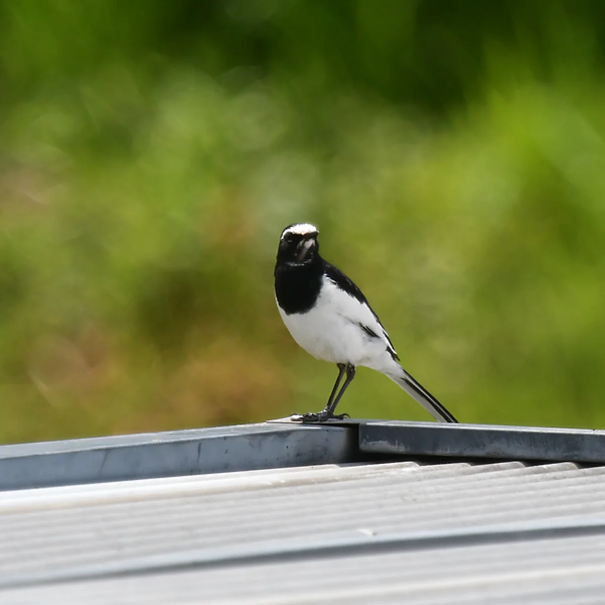 セグロセキレイ