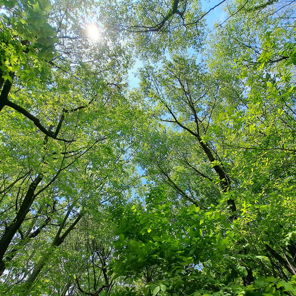 いつもの近所の森