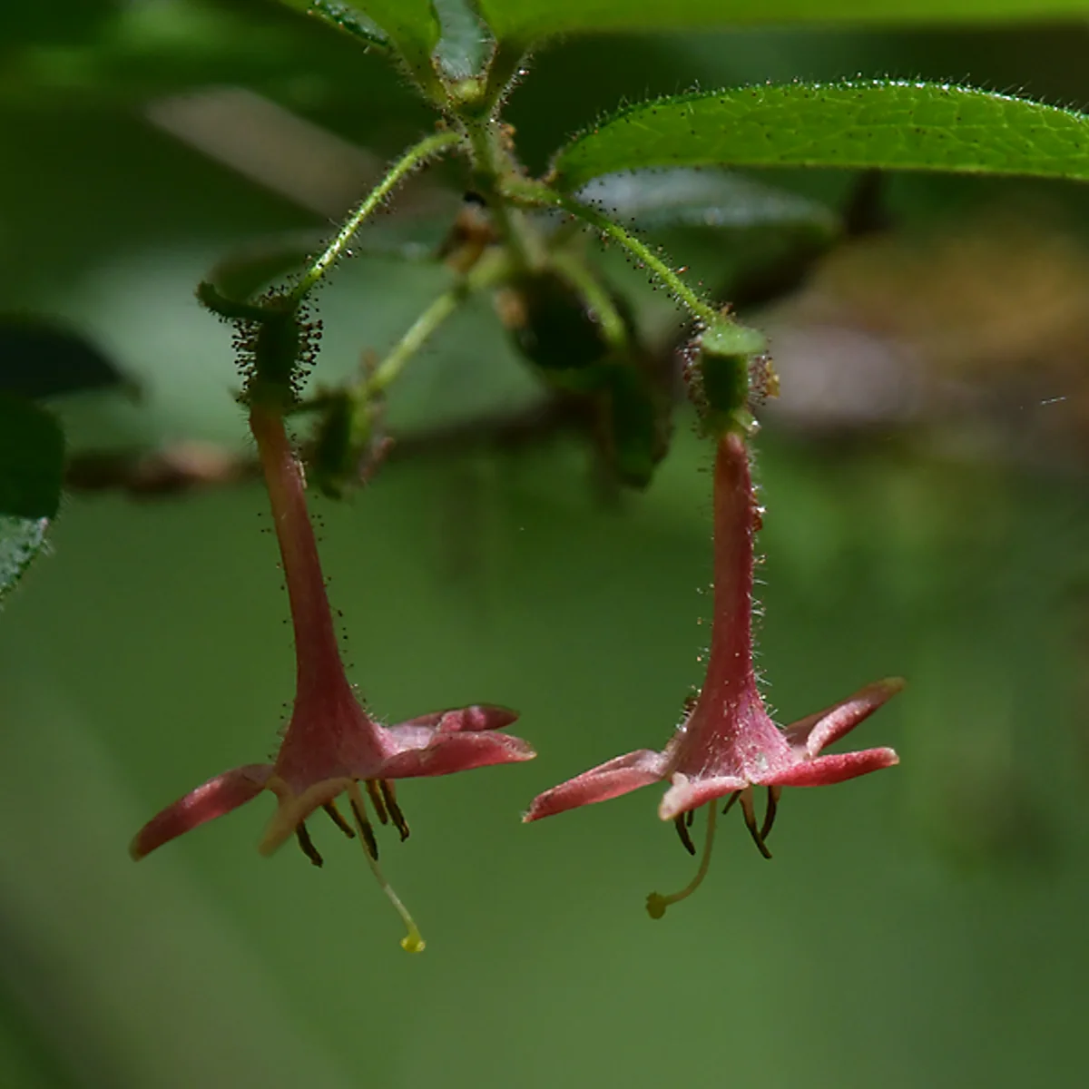 ウグイスカグラ