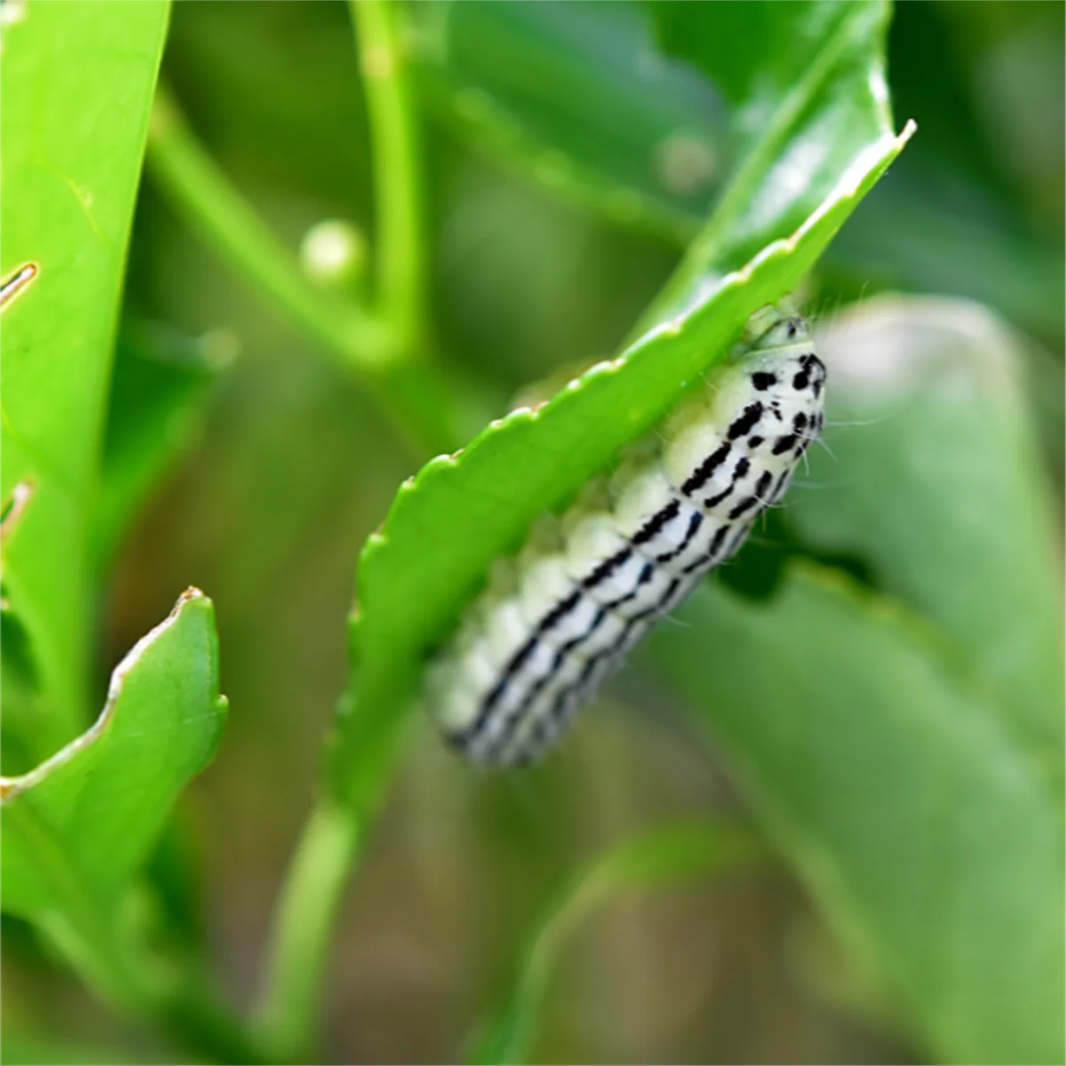 マサキの葉にいるミノウスバ