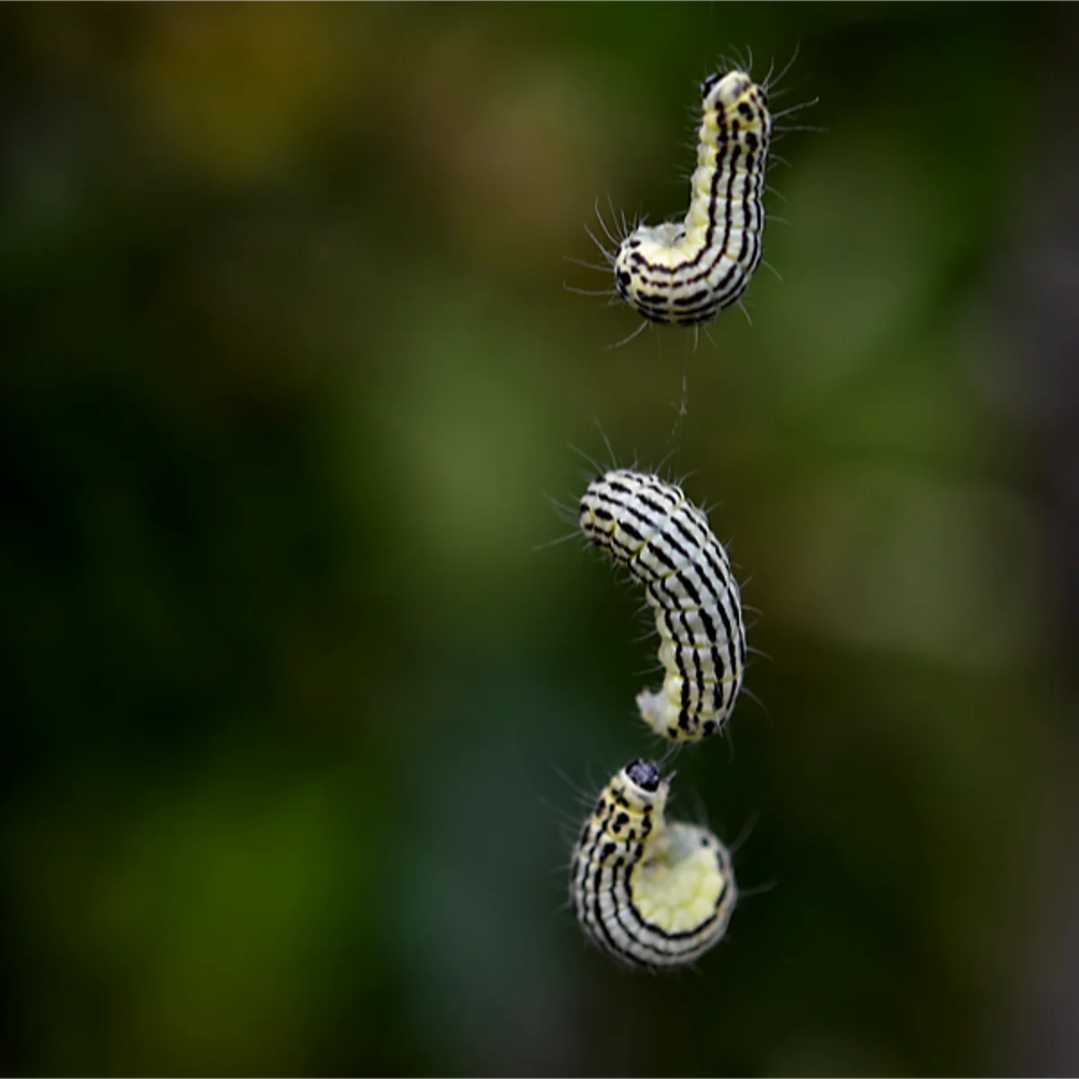 糸を吐いてぶらさがるミノウスバ