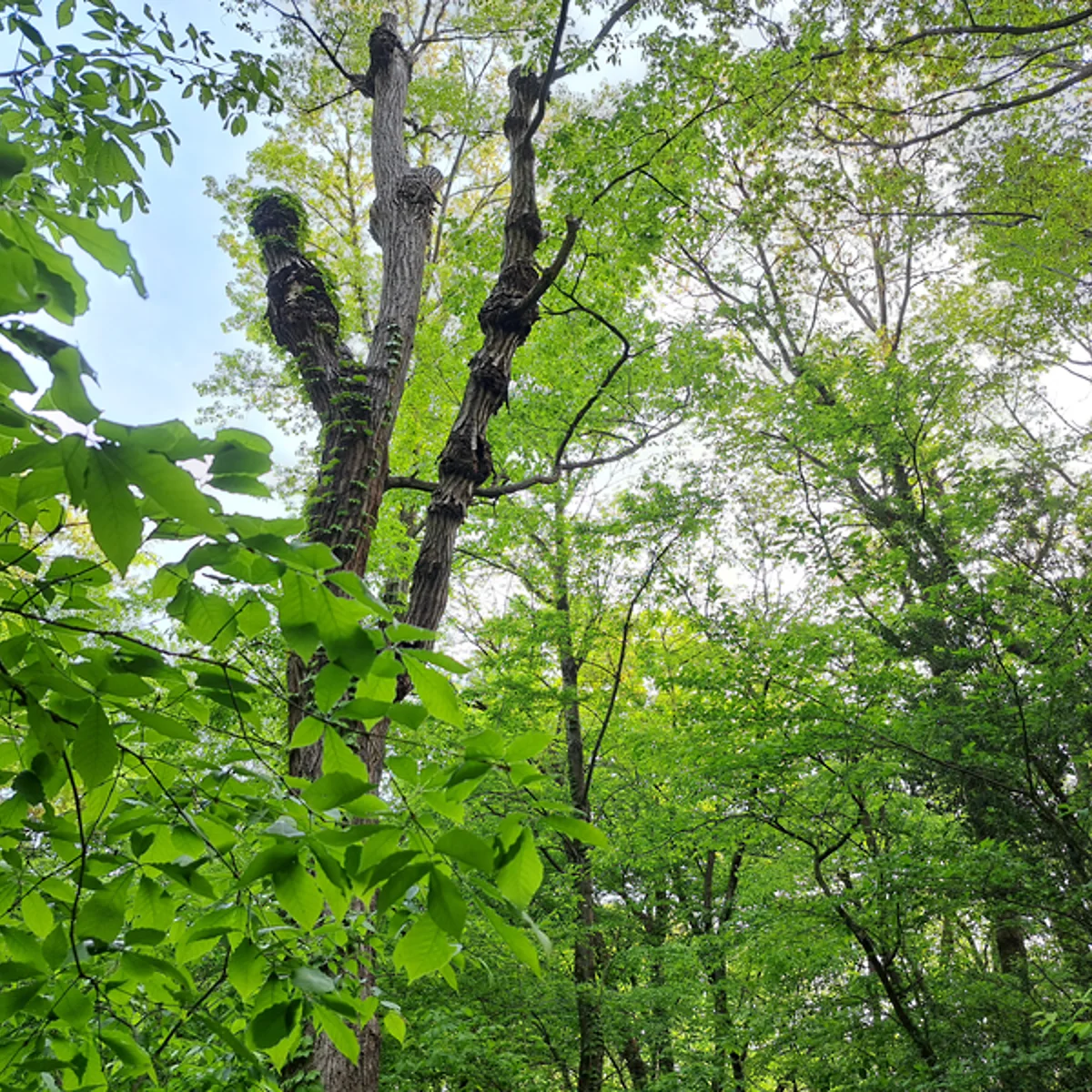 いつもの近所の森