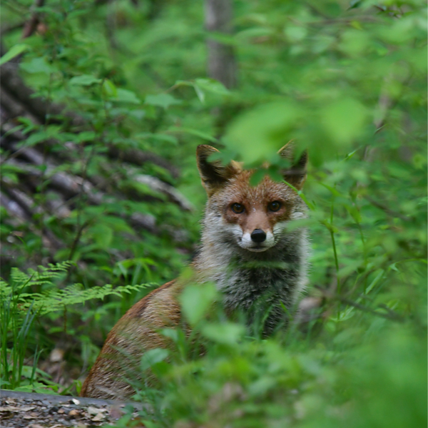 キツネ正面顔
