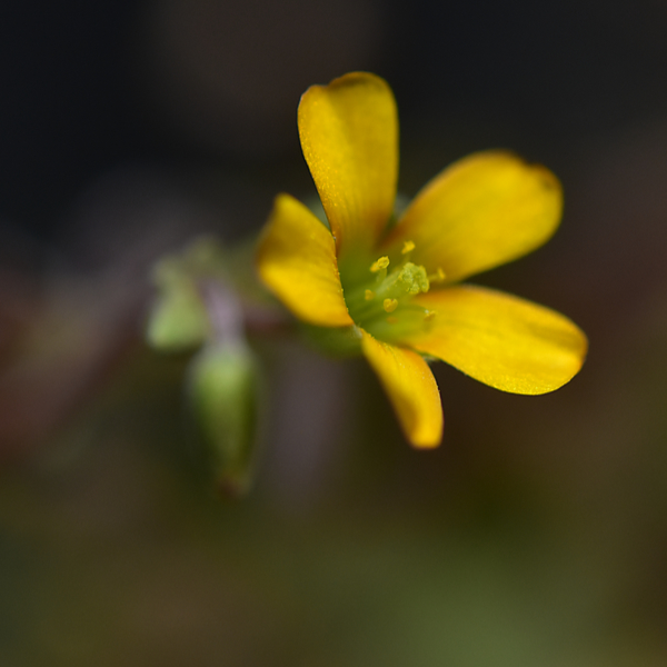 カタバミの花