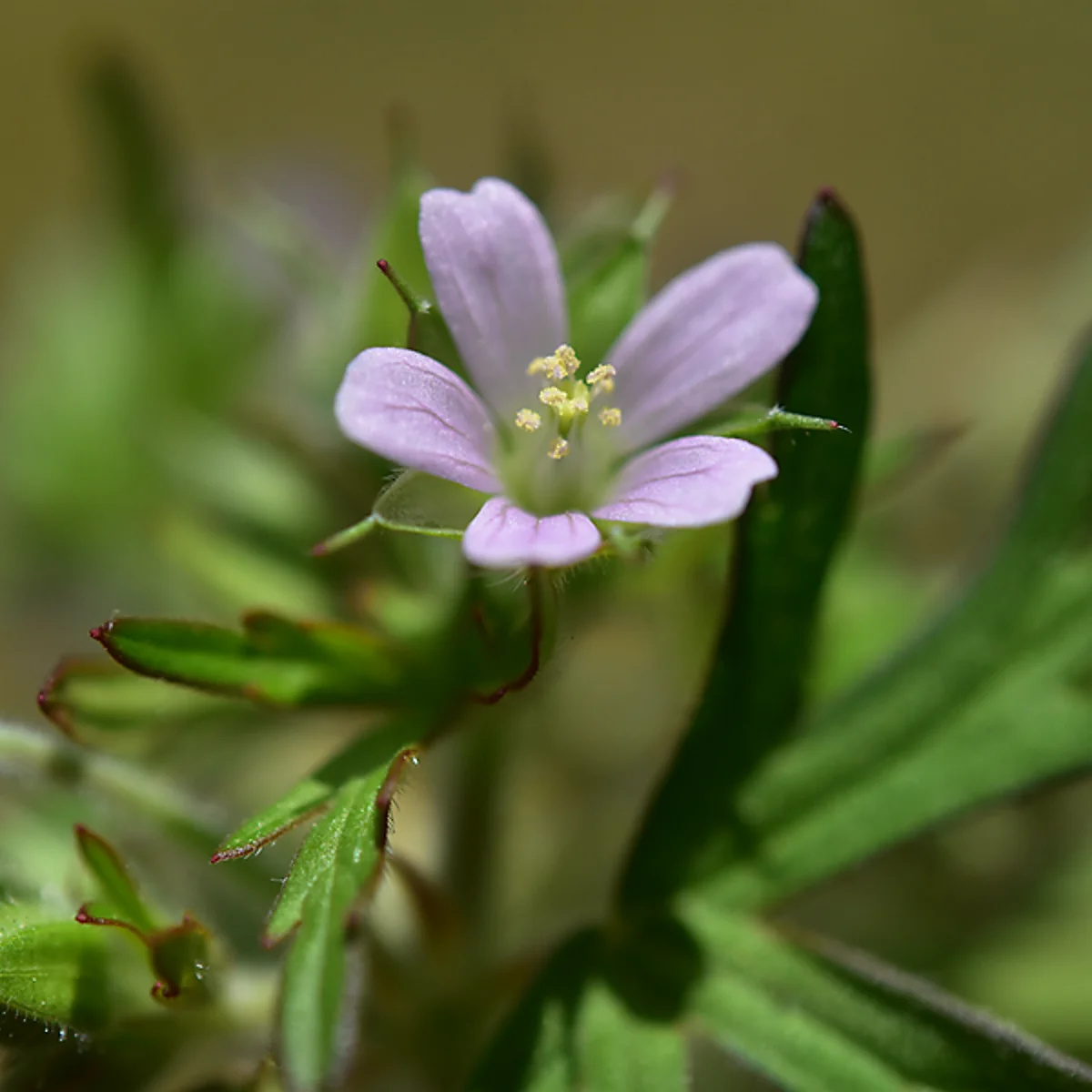 アメリカフウロの花