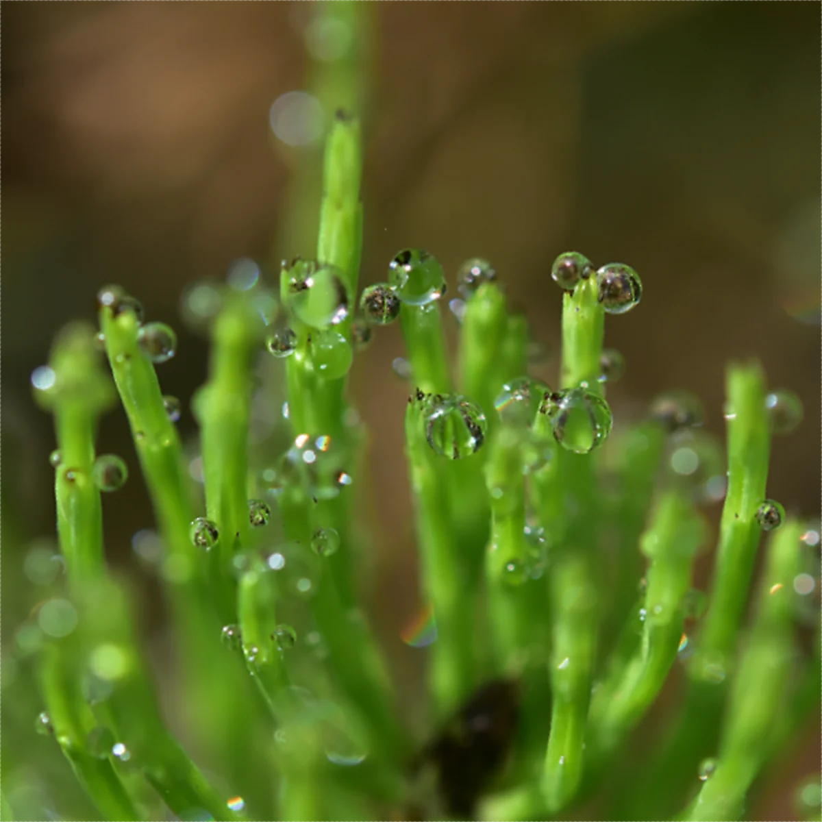 水滴がついたスギナ