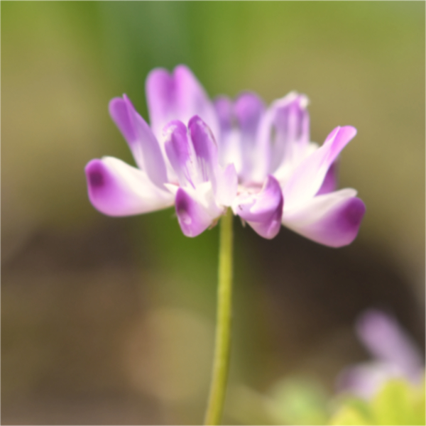 レンゲの花