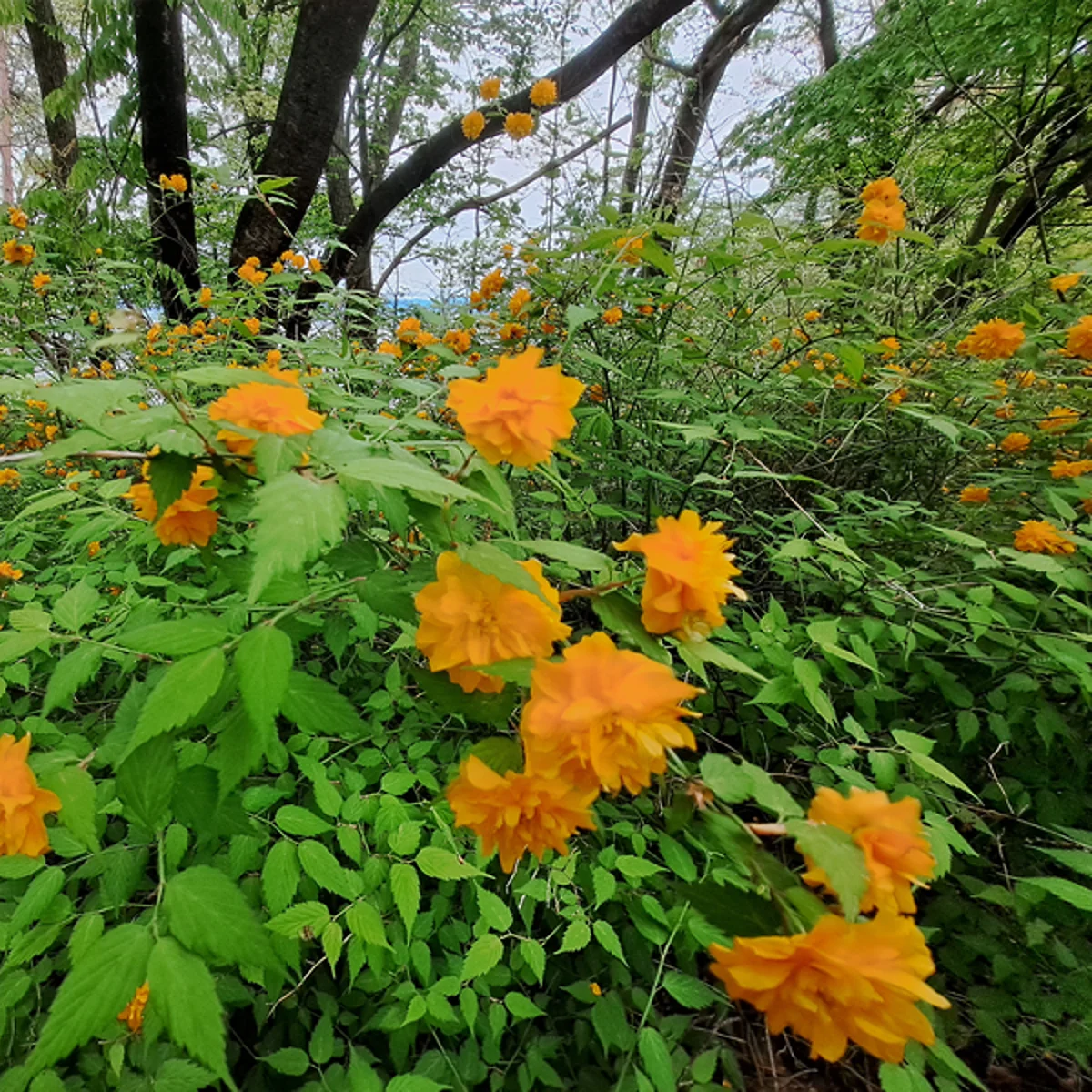 八重のヤマブキ