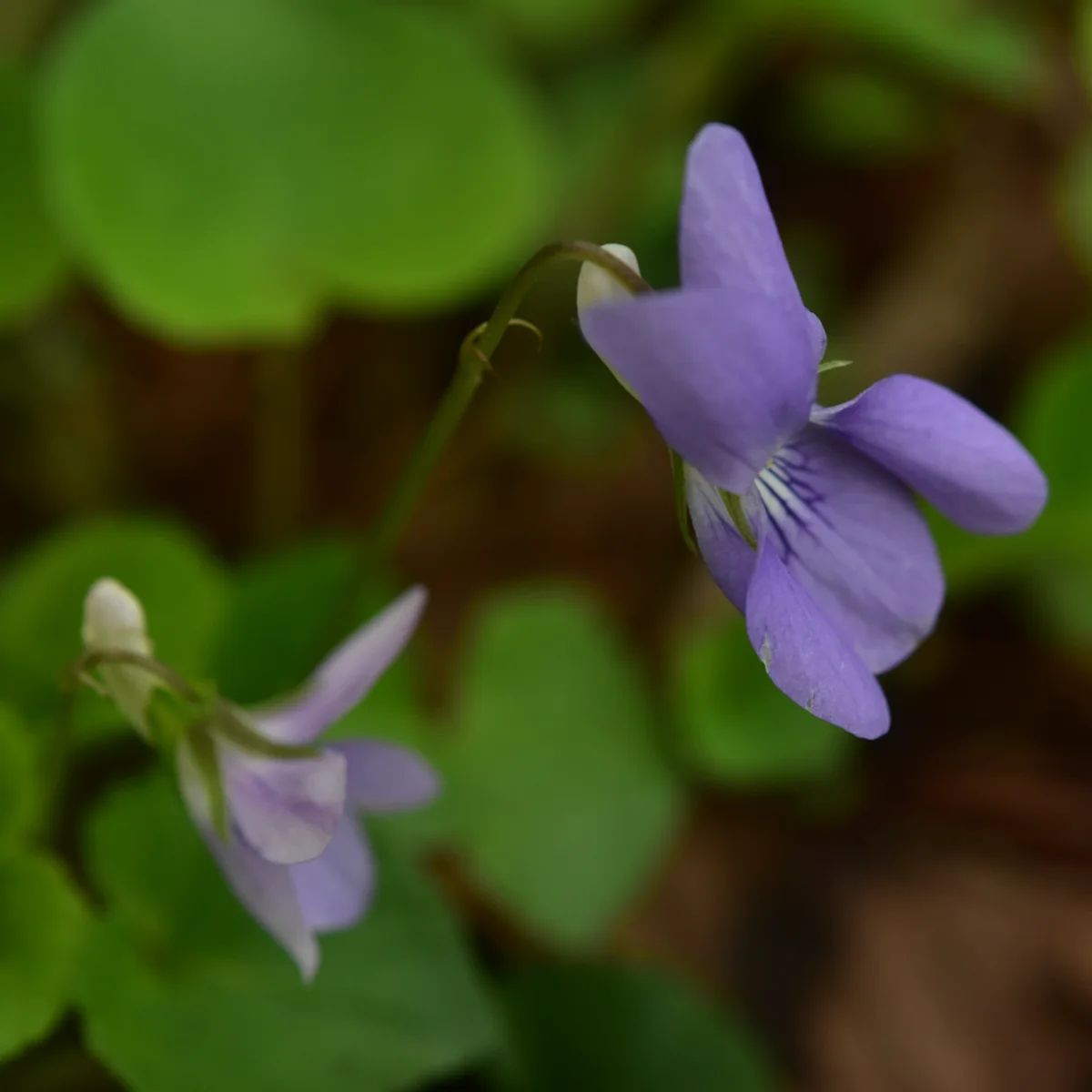 オオタチツボスミレ