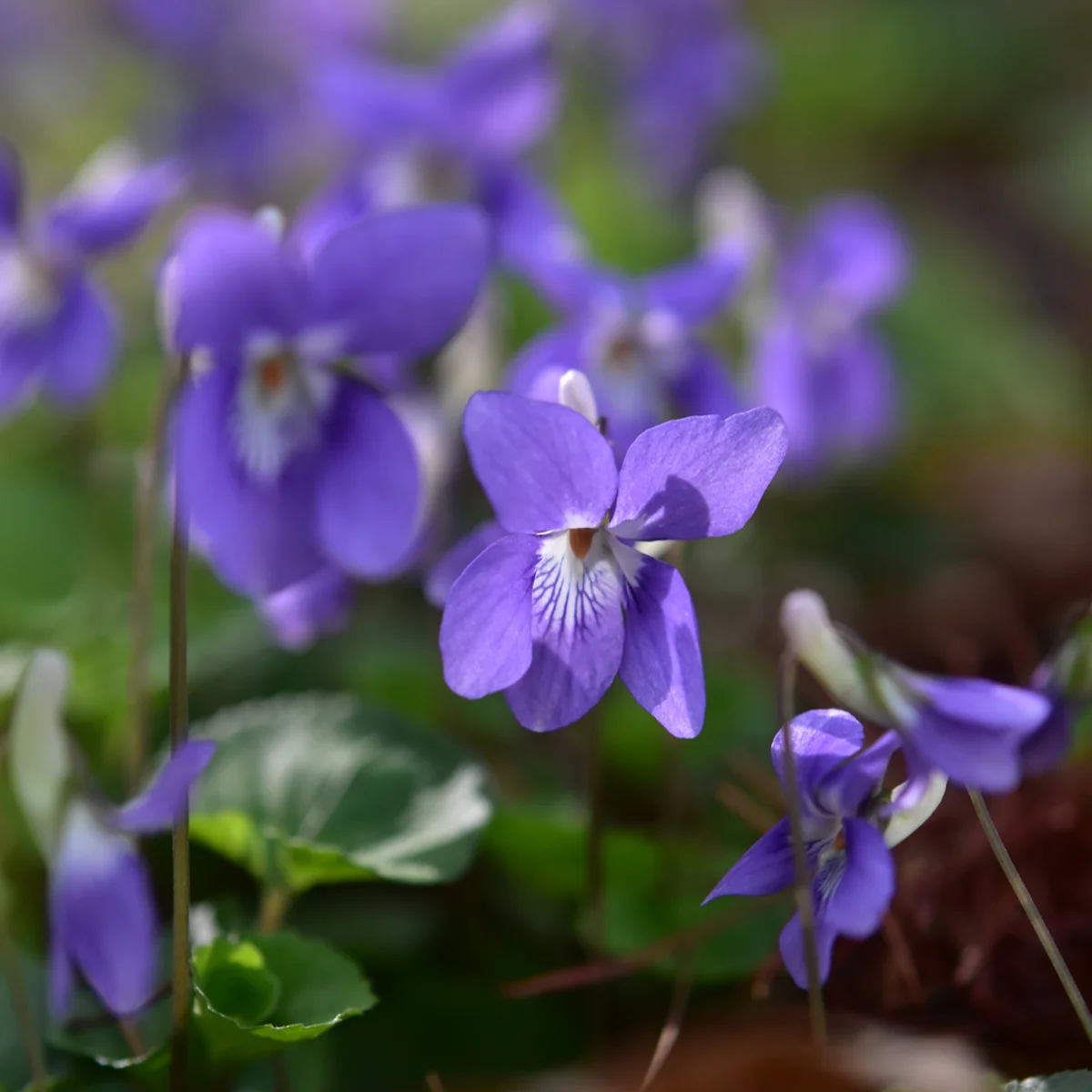 オオタチツボスミレ