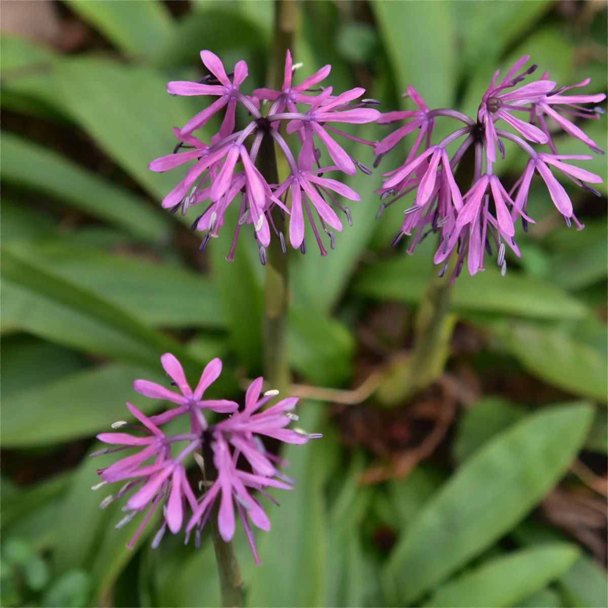 ショウジョウバカマ