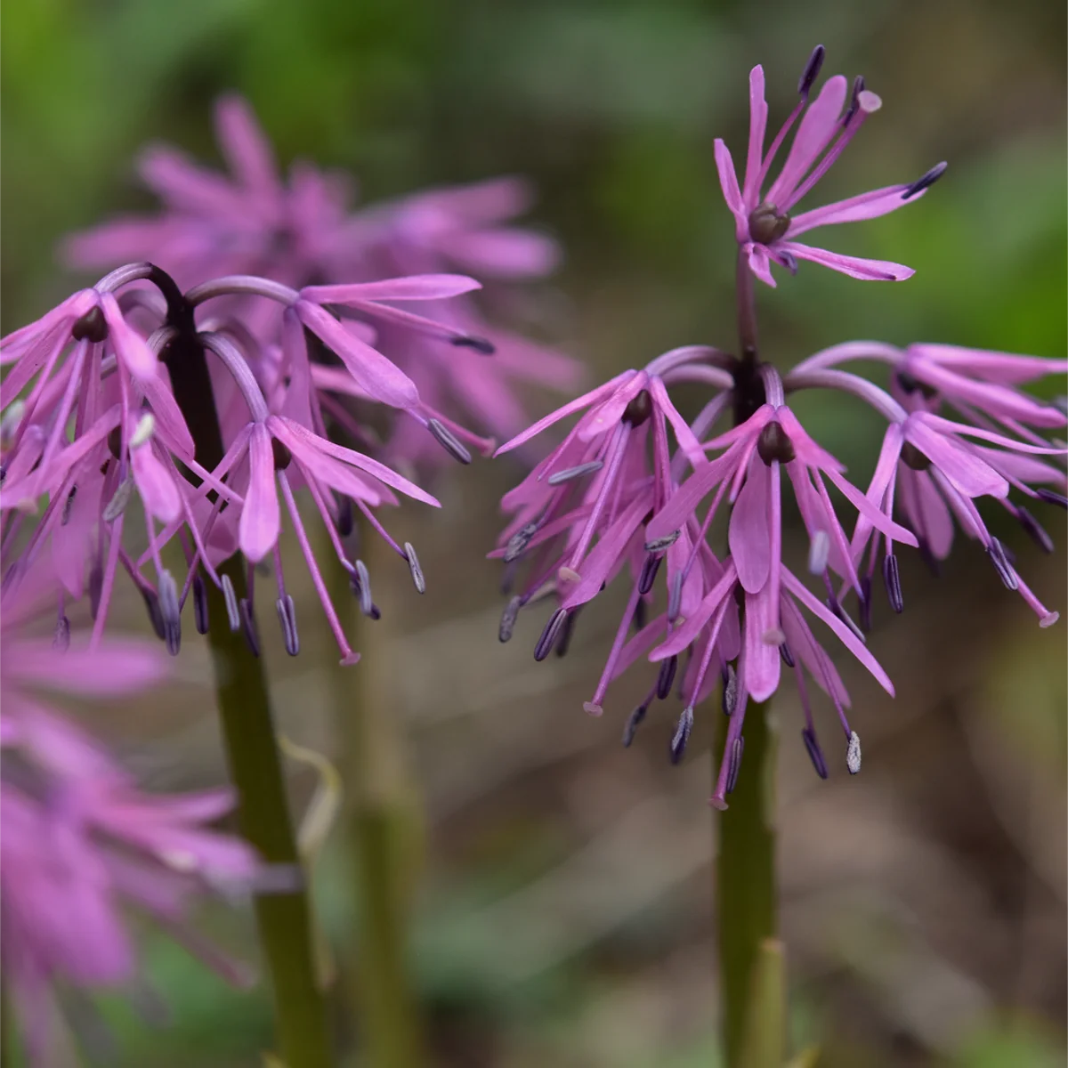 ショウジョウバカマ