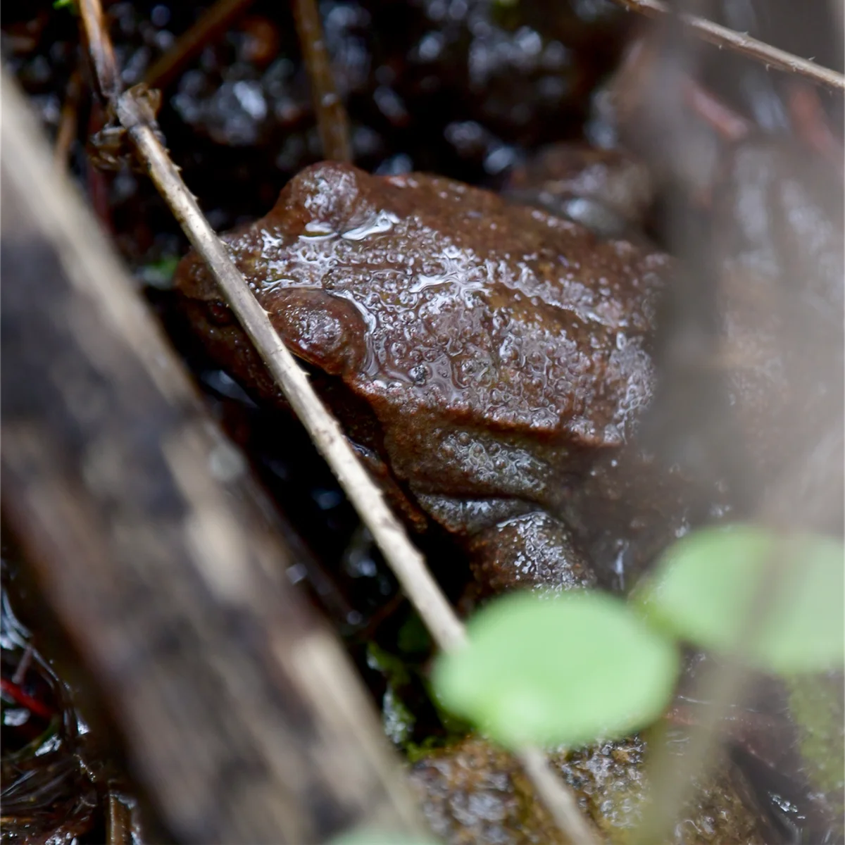 ヤマアカガエル