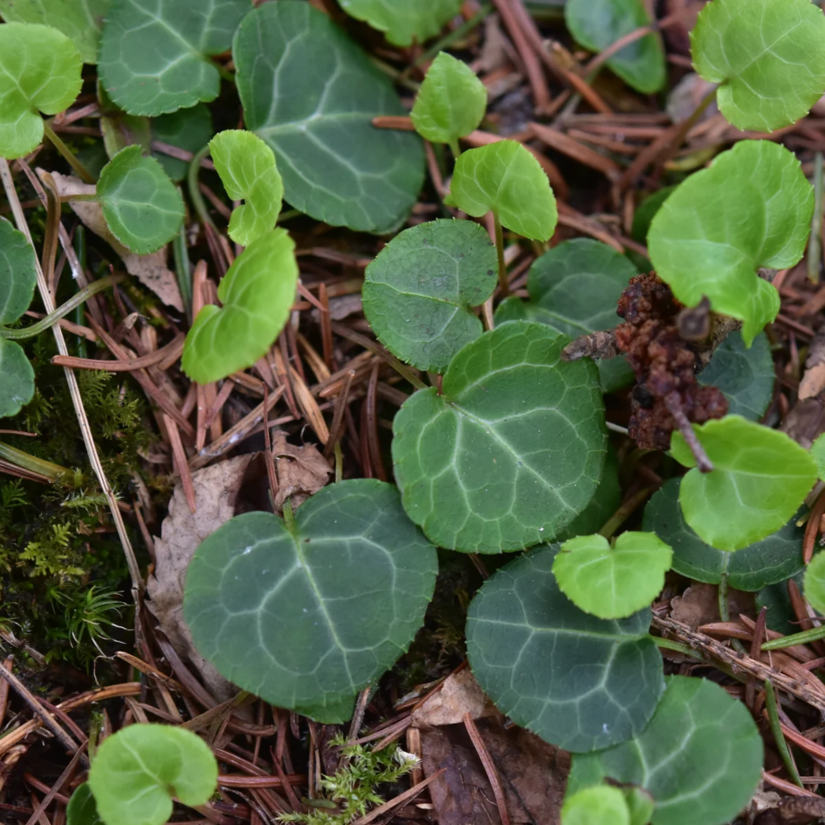ジンヨウイチヤクソウ