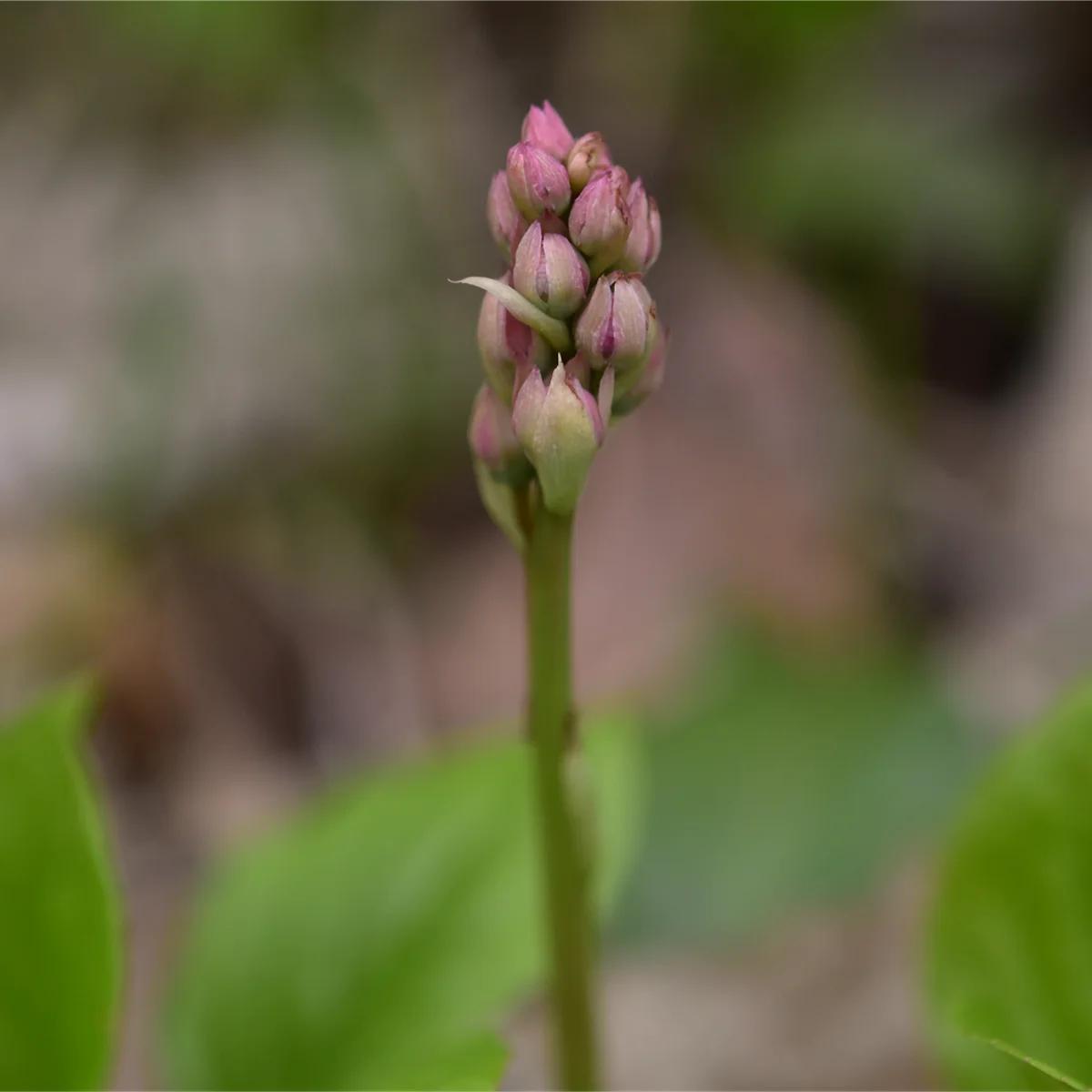 ベニバナイチヤクソウ