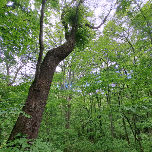 いつもの近所の森