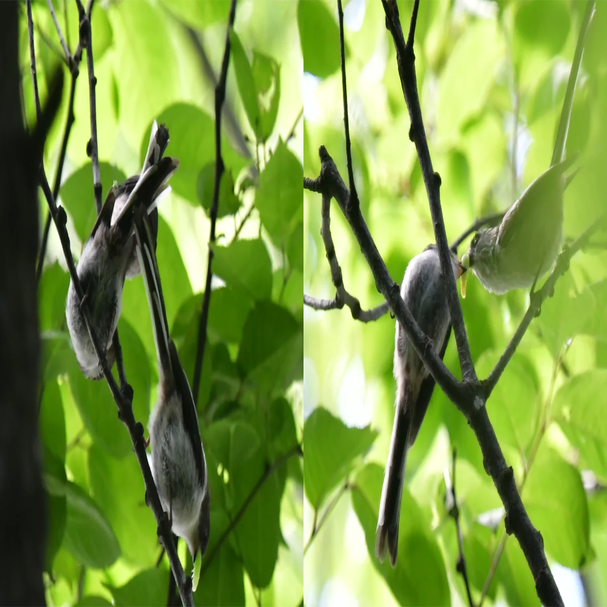 エナガがイモムシをくわえ与える様子