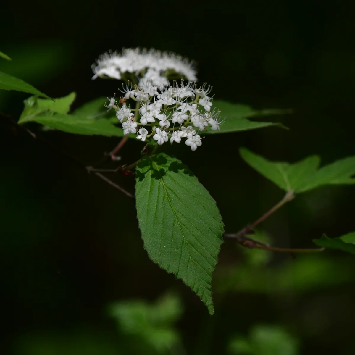 ガマズミの仲間