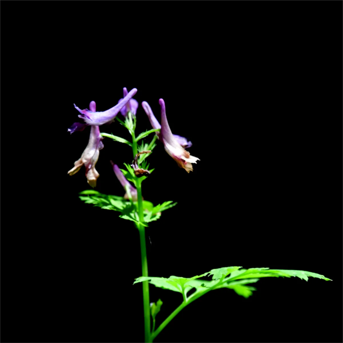 ムラサキケマン