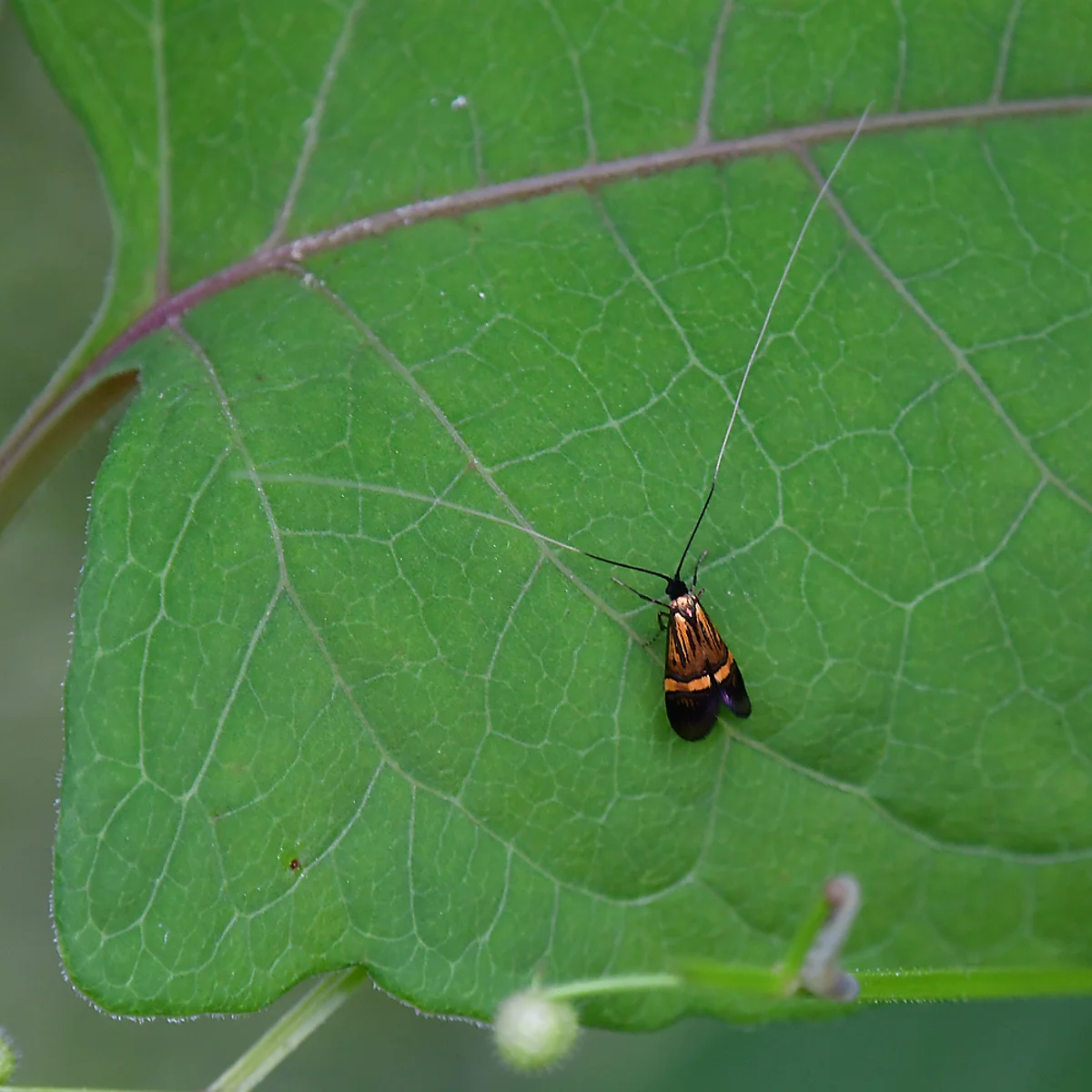 ヒゲナガガの仲間