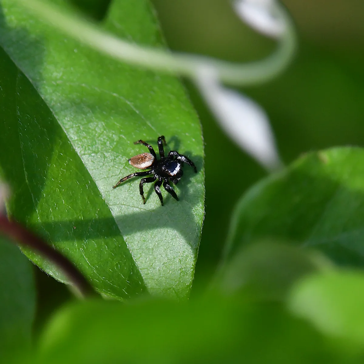 マミジロハエトリ