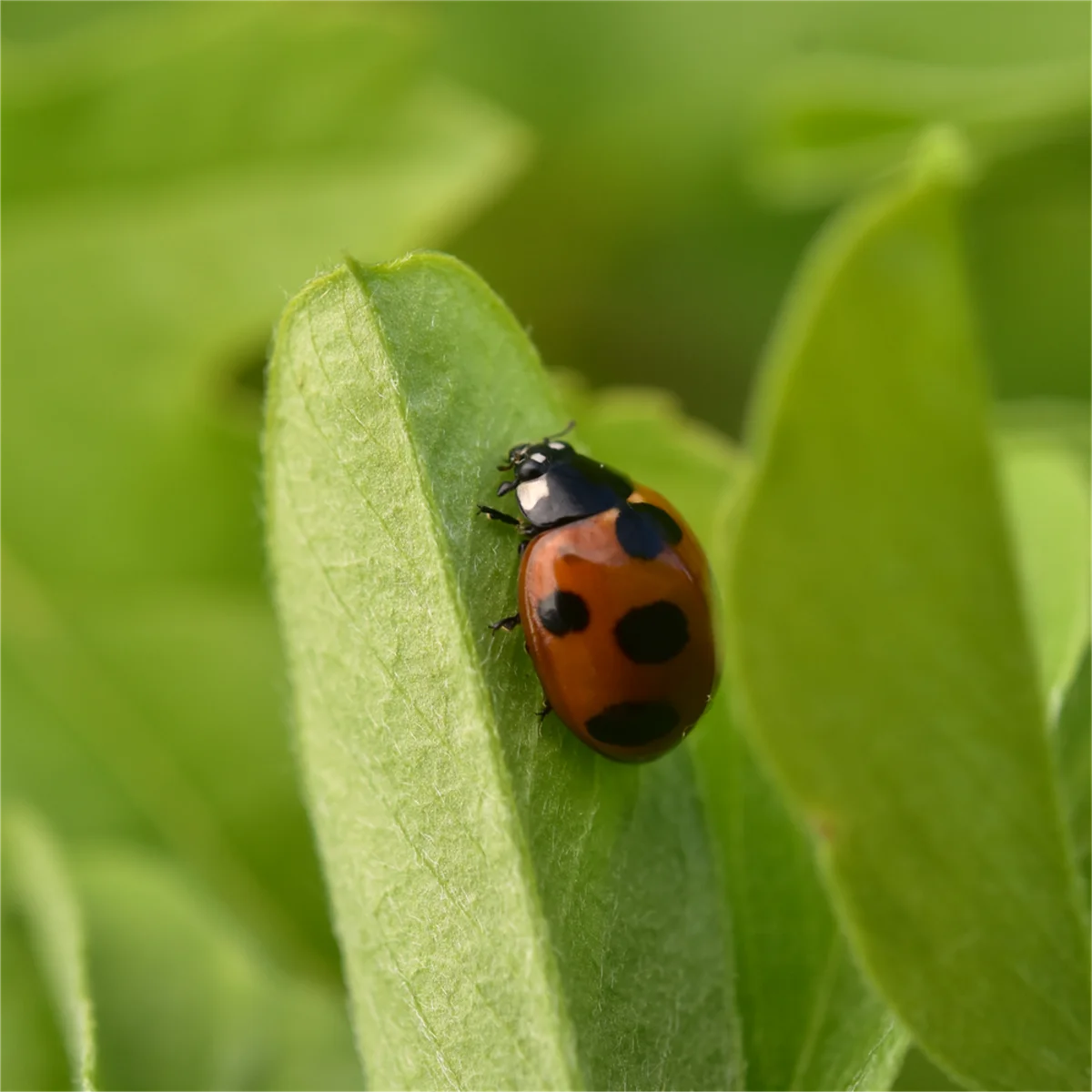ナナホシテントウ