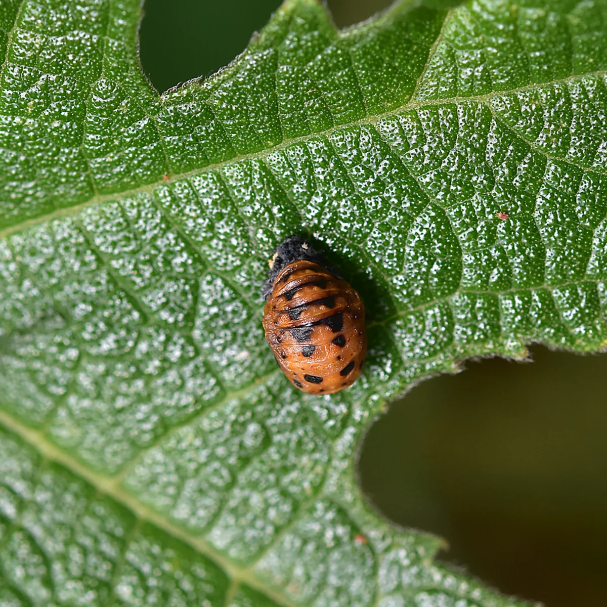 テントウムシの蛹