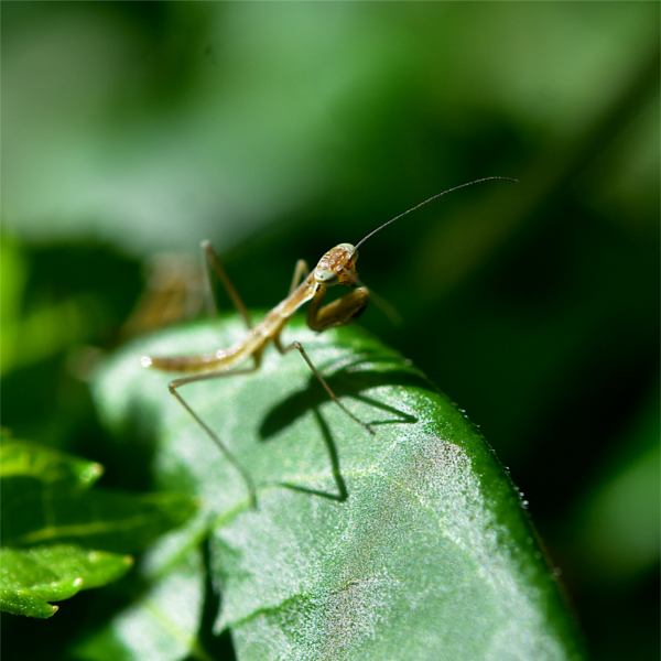 カマキリ幼虫
