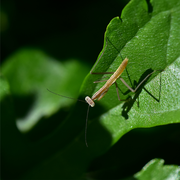 カマキリ幼虫
