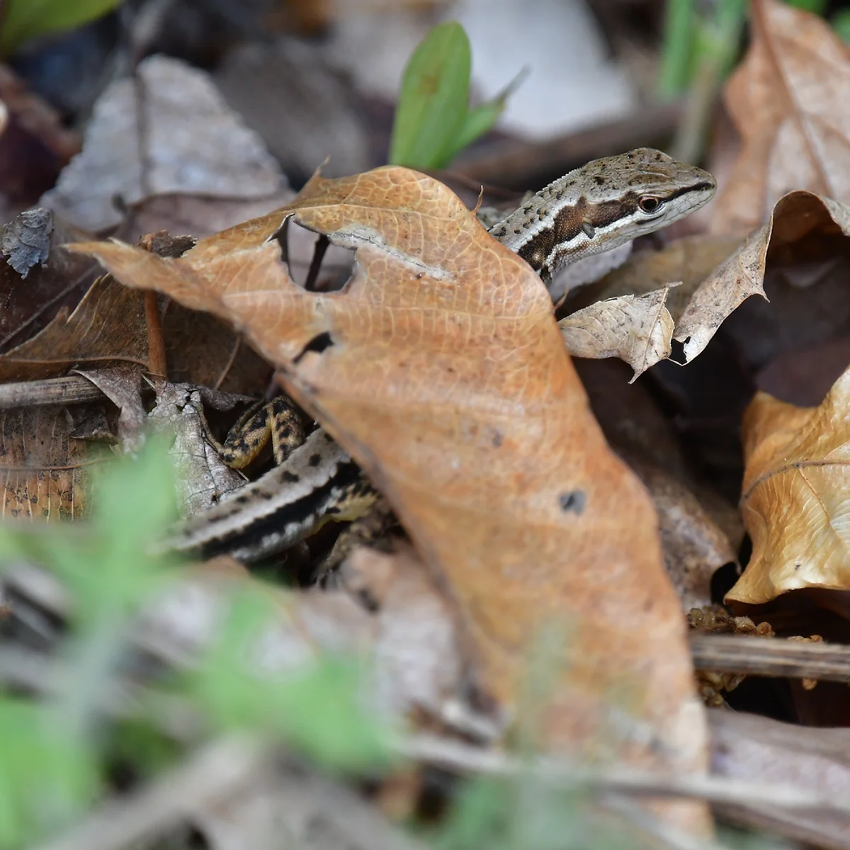 ニホンカナヘビ