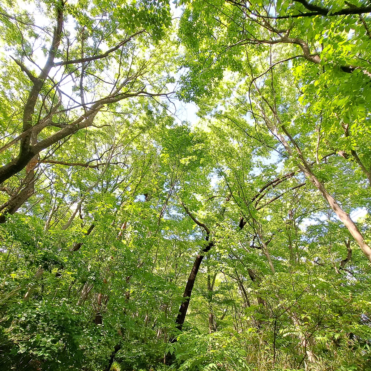 いつもの近所の森