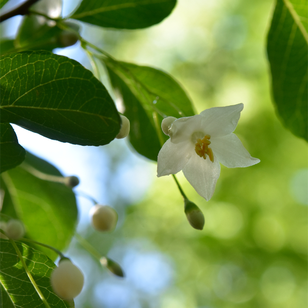 エゴノキの花