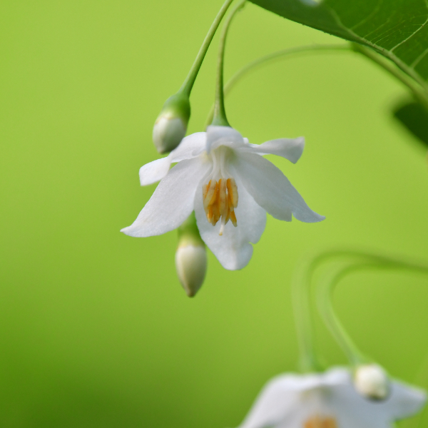 エゴノキの花