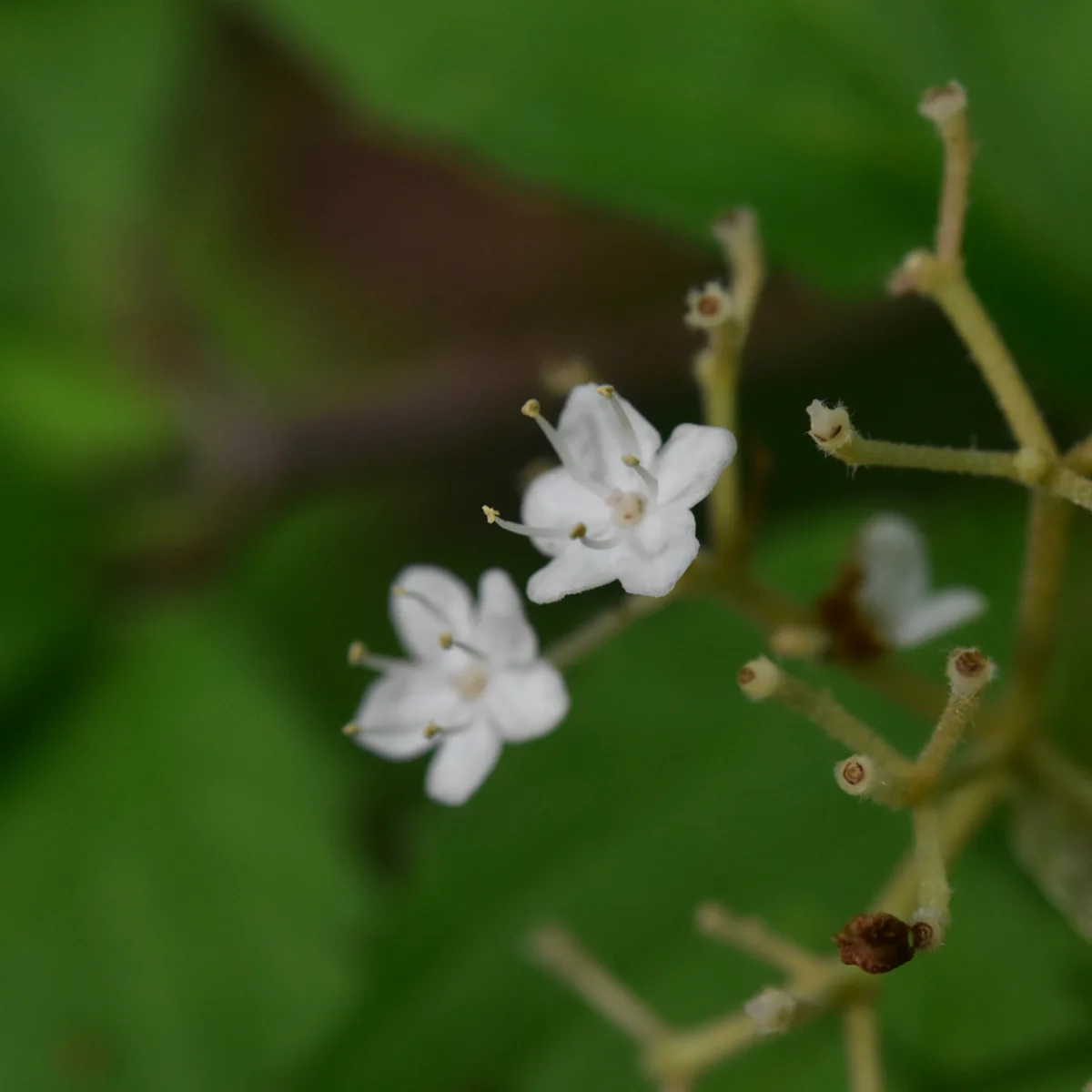 ガマズミの仲間